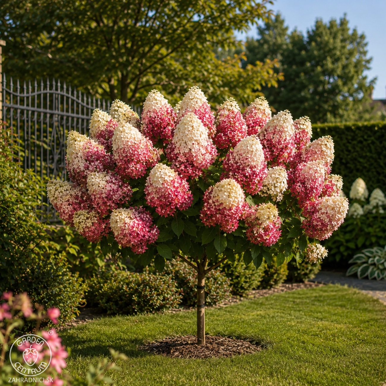 Obrázok Hortenzia metlinatá (Hydrangea paniculata) ´RED VELVET®´ by LIVING CREATIONS® - výška 70-80 cm, kont. C3L - NA KMIENKU